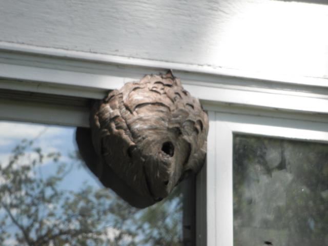 Mud dauber wasp nest. Safety Hazard. "New Lenox Home Inspection"
