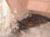 Severely rotted stair stringer and signs of major seepage in basement. "Matteson Home Inspection"