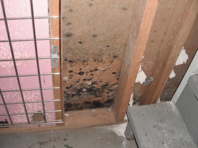 Mold on wall in basement. Possible halth hazard. "Plainfield Home Inspection"