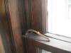 Broken sash cord for window. "Berwyn Home Inspection"