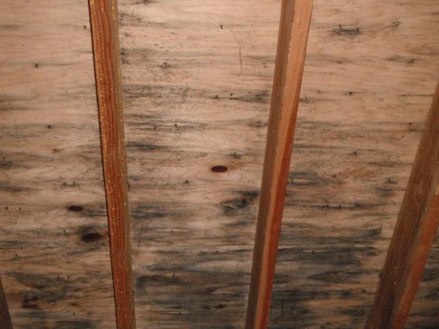 Mold on roof sheathing.  "Forest Park Home Inspection"