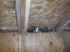 Severly rotted roof sheathing and roof rafters on shed " Mokena Home Inspection"