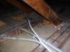 Raccoon Dropings in a attic. "Cicero Home Inspection"